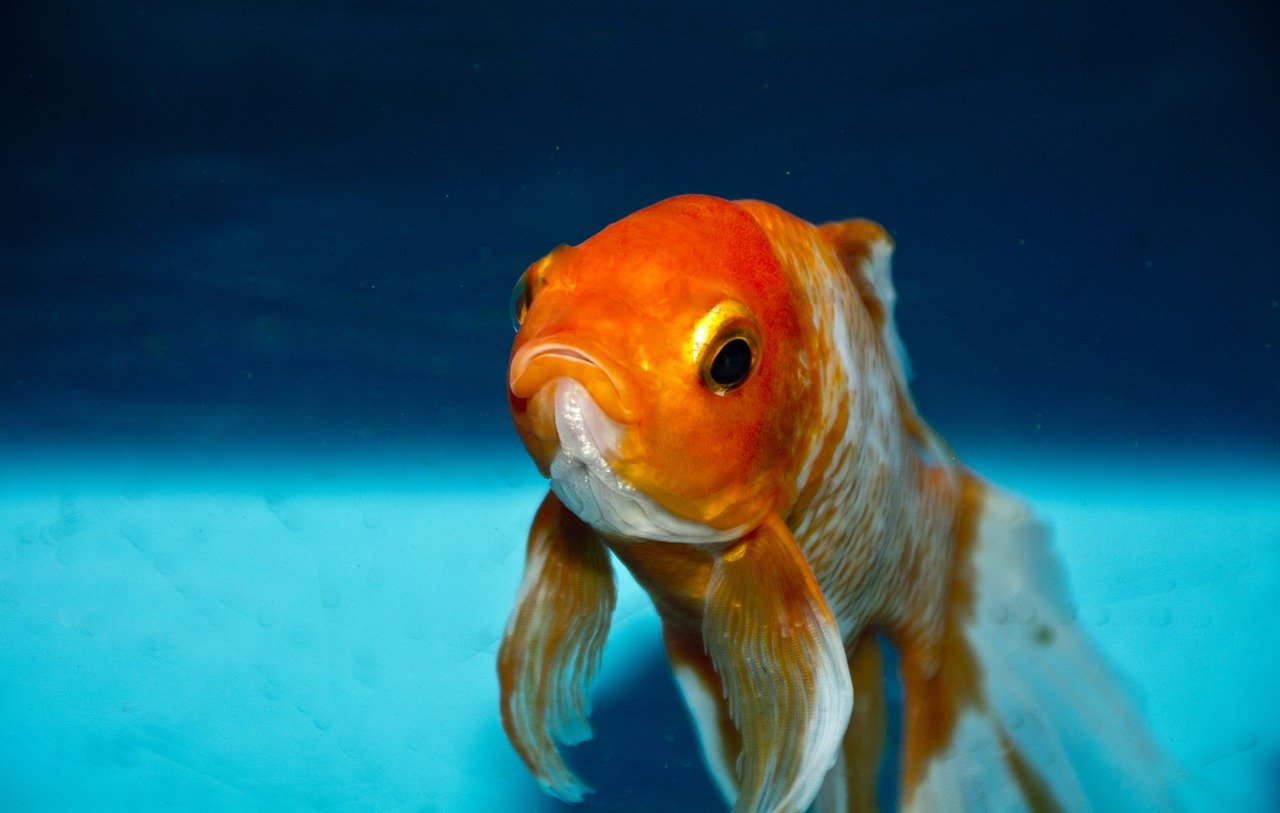 A pet goldfish in a fish tank